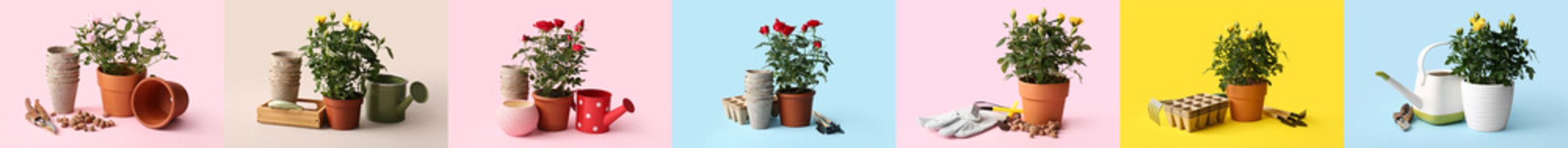 Collage of fresh rose plants in pots and with gardening supplies on color background