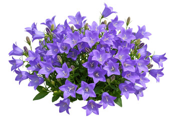 A lush cluster of vibrant purple bellflowers blooming in spring isolated on transparent background