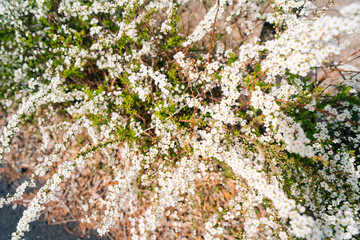 Thunberg spirea Spiraea thunbergii in japan