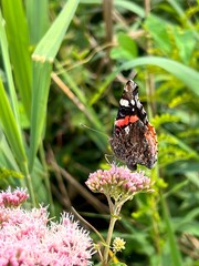 Red Admiral butterfly perched on a pink flower, vibrant and delicate