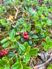 Cranberries growing on a green bush, ripe and vibrant