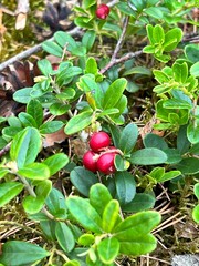 Cranberries growing on a green bush, ripe and vibrant