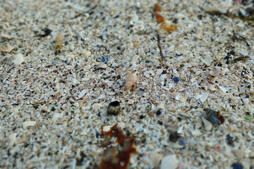 Close-up of a shell beach