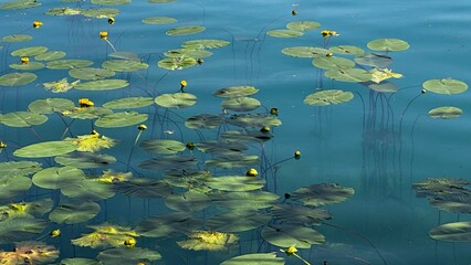 湖に浮かぶ蓮の花と葉。アルプスの瞳、ブレッド湖。