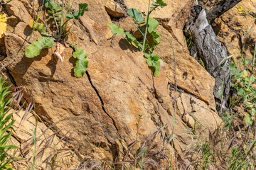 Weathering / Weathered; MIDDLE TOPANGA FORMATION, Basaltic volcanic rocks. Mount Hollywood Trail,...