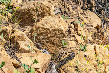 Weathering / Weathered; MIDDLE TOPANGA FORMATION, Basaltic volcanic rocks. Mount Hollywood Trail, Griffith Park, Los Angeles, California. Santa Monica Mountains