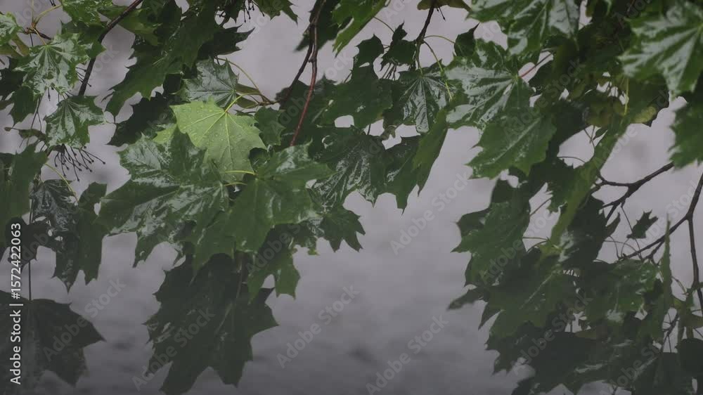 Poster a cluster of green leaves dangling from a tree branch, possibly in spring or autumn