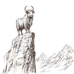 Wild mountain goats, a majestic mammal, stand on rugged rocks in their natural mountain habitat