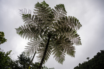Im Regenwald - Baumfarn