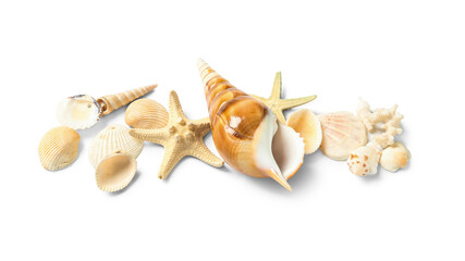 Obraz premium Seashells and starfishes on white background