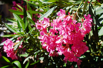 ornamental oleander plant with pink flowers in summer sunshine