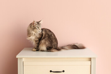 Maine Coon cat on chest of drawers near pink wall