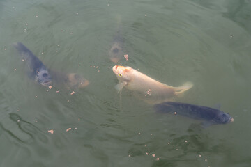Giant gourami or elephant ear fish - Osphronemus goramy are come up from underwater to breathe and...