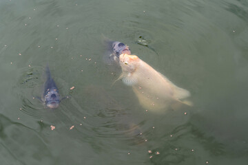 Giant gourami or elephant ear fish - Osphronemus goramy are come up from underwater to breathe and...