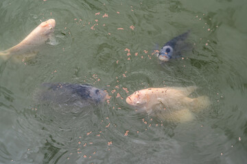 Giant gourami or elephant ear fish - Osphronemus goramy are come up from underwater to breathe and eat food pellets thrown down floating on the surface of water in fish pond.
