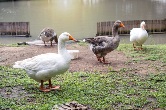 Group of Embden and Toulouse geese stand on ground and grass by a pond in park.