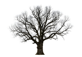 Obraz premium Silhouette of a Leafless Tree