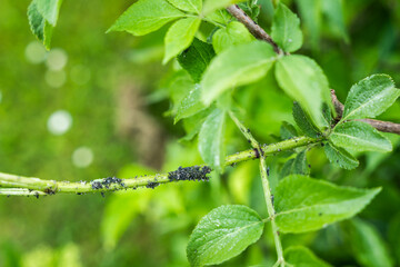 Blattläuse auf einem grünen Zweig. Nahaufnahme, Natur, Schädlinge.