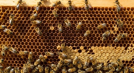 Bees on Honeycomb A Close-Up View