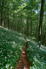 Narrow path through flowering Allium ursinum (wild garlic, ramsons, cowleekes, cows' leek, cowleek, buckrams, broad-leaved garlic, wood garlic, bear leek) in spring forest
