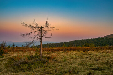 A solitary dead fir tree stands in a grassy meadow during a vibrant sunset, with soft hues of orange and pink blending into the deepening blue sky over distant forested hills.