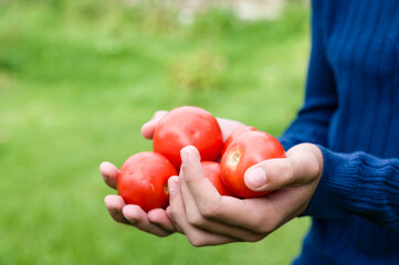 Hands holding freshly picked red tomatoes against a green background.
