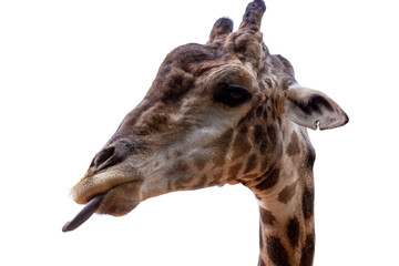 Giraffe isolated on white background. The giraffe is the tallest living terrestrial animal.