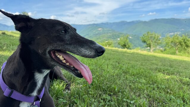 Levriero disteso su un prato in montagna