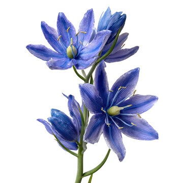 Elegant Blue Camas Lily Flower Isolated on Transparent Background