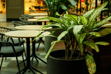 Pot with plant in cafe near tables