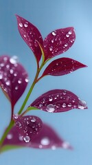 Deep Red Leaves Glistening with Morning Dew Drops