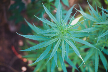 Green marijuana, hemp leaves. Cannabis high quality. Thematic photo to treat patients and drugs...