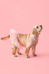 Cute Cocker Spaniel with ballet tutu on pink background