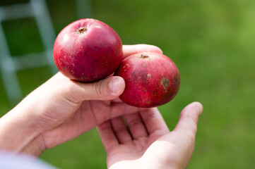 Two red apples held in hands against a green background
