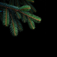 Obraz premium Pine needles close-up in dark setting