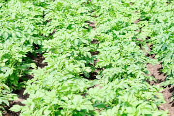 Rows of potato bushes planted in the garden