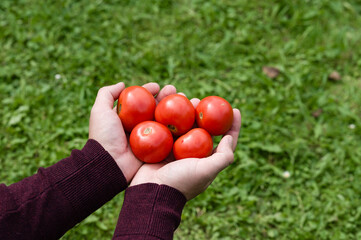 Hands holding fresh, ripe red tomatoes against a green grassy background.