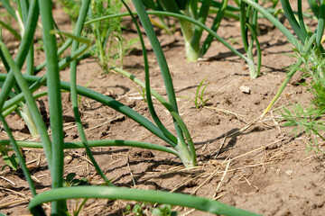 Green onion plants growing in the soil in the garden close-up. Selective focus