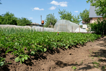 Rows of potato bushes in the garden