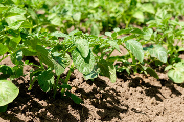 Young shoots of potato leaves close-up in the garden