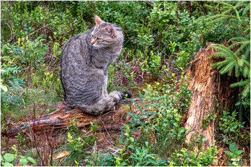 Wildkatze