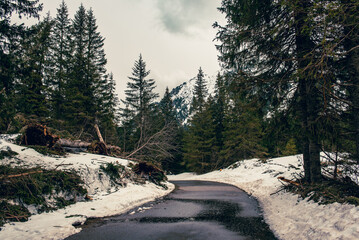 Mountain fir forest and the road near Morskie Oko Lake in Poland at Winter. Tatras mountains