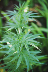 Green marijuana, hemp leaves. Cannabis high quality. Thematic photo to treat patients and drugs...