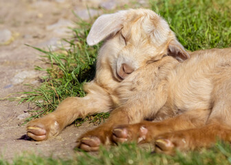 Sleepy baby cashmere goat lying on grass