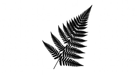 Black fern frond silhouette against a stark white background, botanical illustration.