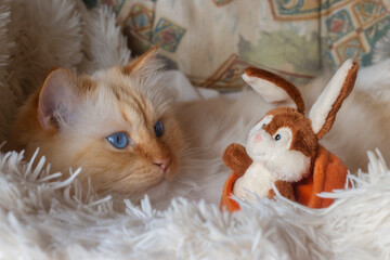 Birman cat lying on a fluffy blanket and looking at a cute bunny toy