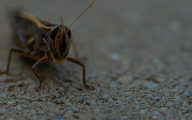 grasshopper jump