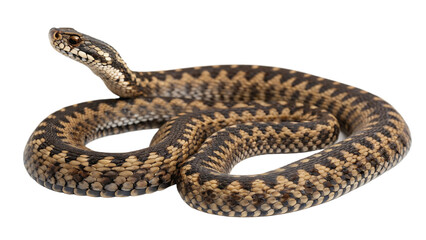 Fototapeta premium European Adder viper isolated on a white background PNG. AI GENERATED.