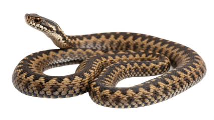 European Adder viper isolated on a white background PNG. AI GENERATED.