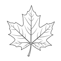 maple leaf vector